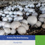 Biologische landbouw champignons