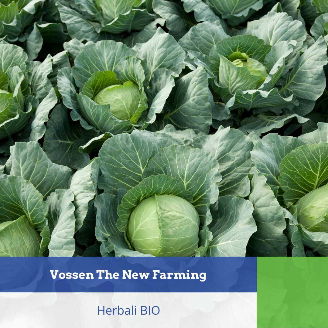Herbali BIO – Cabbage Crops
