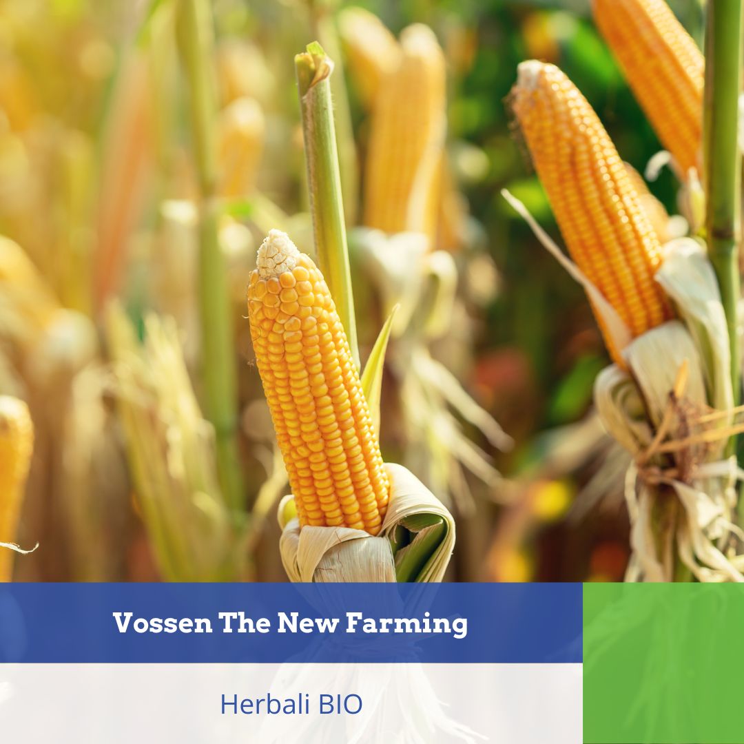 Herbali voor mais biologische landbouw